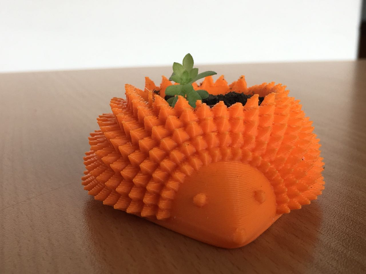 Macetas erizo Macetas erizo