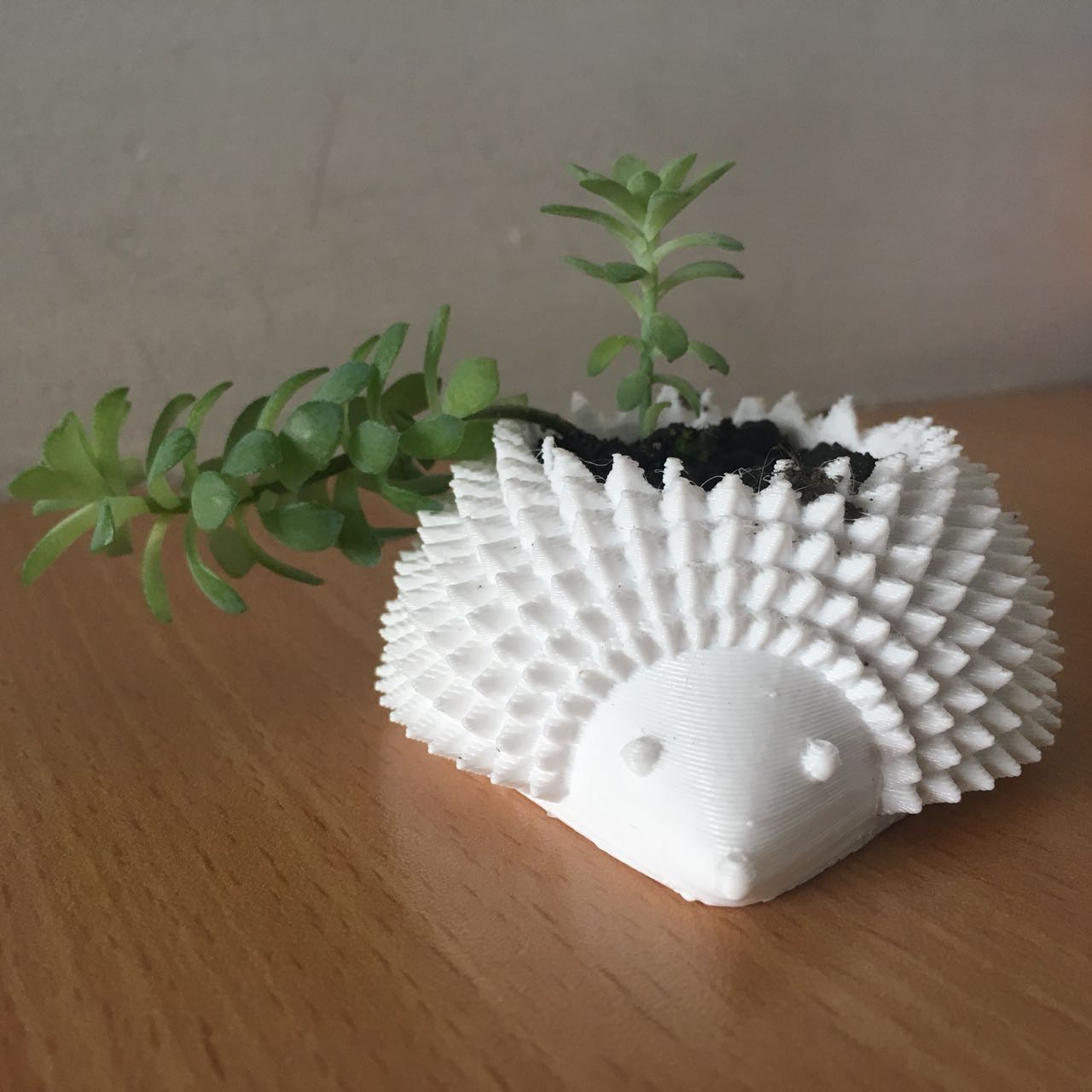 Macetas erizo Macetas erizo